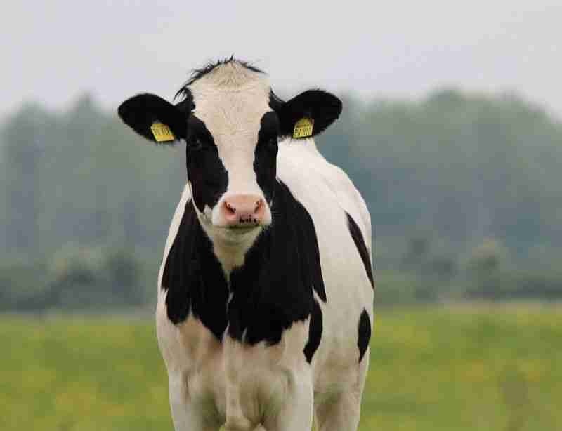 Happy pasture-raised cow